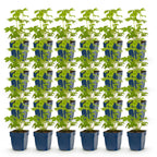 Green boutiQ - Stauden - Delphinium Tricolour - Rittersporn - Bienen- und Schmetterlingsmagnet - Lila - Rosa - Weiß - 24 Pflanzen - 11 cm Topf - Höhe 15-25 cm