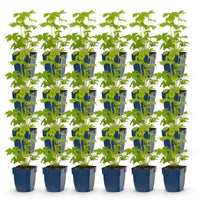 Green boutiQ - Vasteplant - Delphinium Tricolour - Ridderspoor - Bijen- en vlinderlokkers - Paars - Roze - Wit - 24 Planten - Pot 11cm - Hoogte 15-25cm