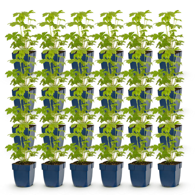Green boutiQ - Vasteplant - Delphinium Tricolour - Ridderspoor - Bijen- en vlinderlokkers - Paars - Roze - Wit - 24 Planten - Pot 11cm - Hoogte 15-25cm