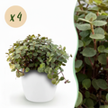 Green boutiQ - Zimmerpflanze - Callisia repens - Katzengras - Haustierfreundlich - Grün - 4 Pflanzen - mit Übertopf Weiß - Topf 12cm - Höhe 17-20cm