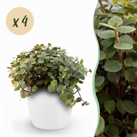 Green boutiQ - Kamerplant - Calissia repens - Kattengras - Huisdiervriendelijk - Groen - 4 Planten - met Potter Wit - Pot 12cm - Hoogte 17-20cm