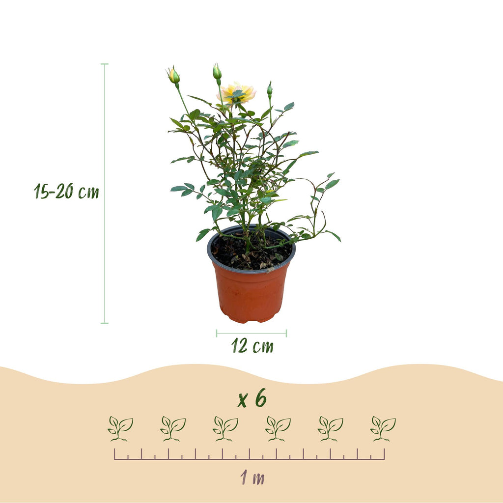 Green boutiQ - Rosier de jardin - Rosa Tricolor Fairy - Rosier - Rustique - Jaune-Rose - 3 Plantes - Pot 12cm - Hauteur 20-25cm