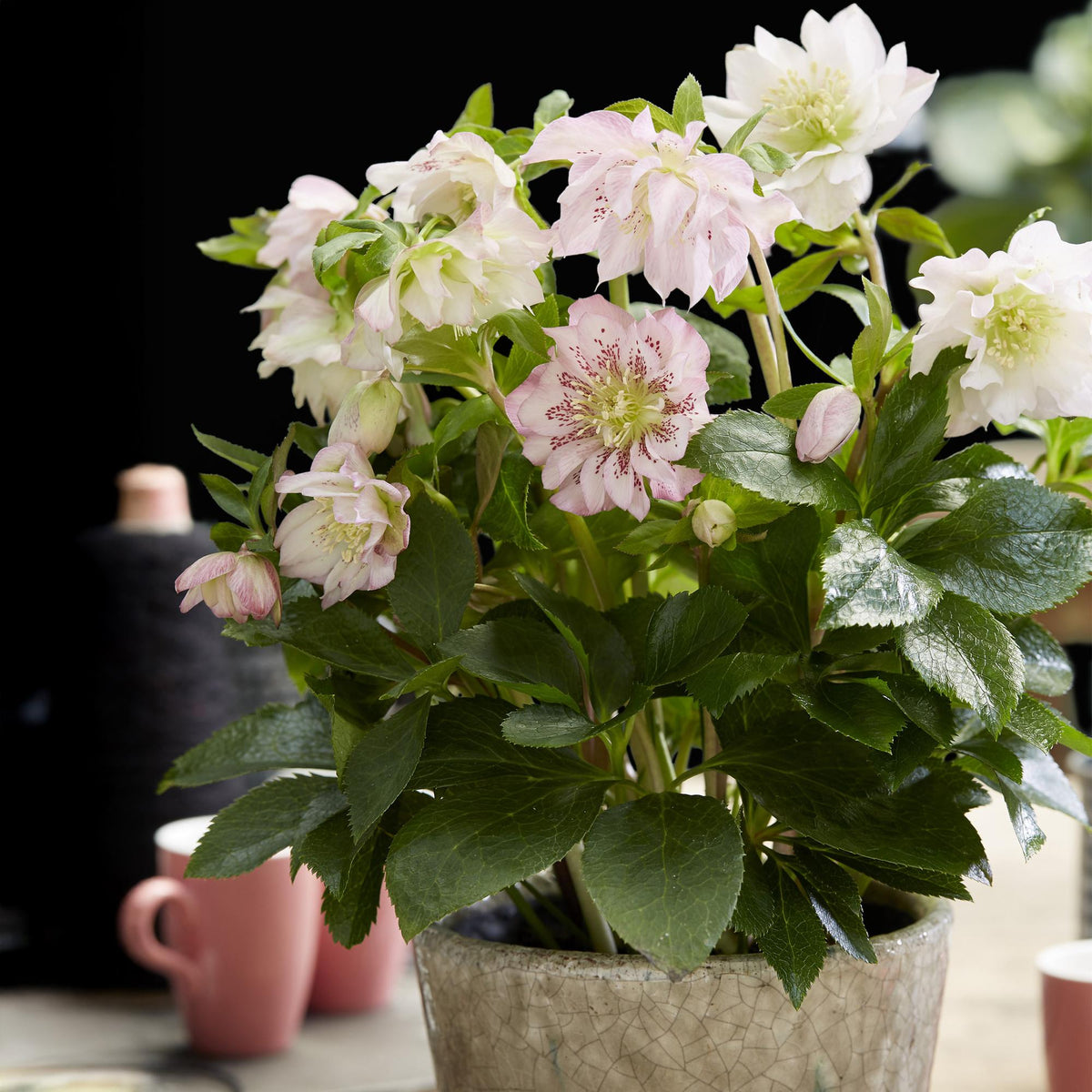 Green boutiQ - Plante de jardin - Rose de Carême - Helleborus orientalis Double Ellen Pink - Fleur rose - 1 Plante - Persistante - Pot 14cm Hauteur 35cm
