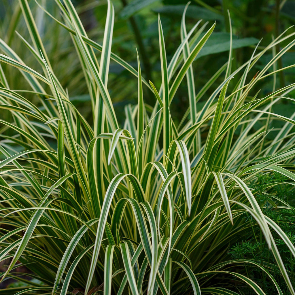 Green boutiQ - Graminées ornementales - Carex morrowii Ice Dance - Blanc & Vert - 4 Plantes - Persistant - Peu d'entretien - Pot 17cm Hauteur 50cm