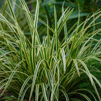 Green boutiQ - Graminées ornementales - Carex morrowii Ice Dance - Blanc & Vert - 4 Plantes - Persistant - Peu d'entretien - Pot 17cm Hauteur 50cm