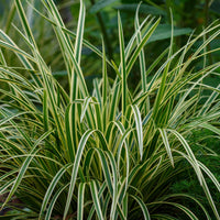 Green boutiQ - Siergrassen - Carex morrowii Ice Dance  - Wit & Groen - 4 Planten - Bladhoudend - Weinig Onderhoud - Pot 17cm Hoogte 50cm