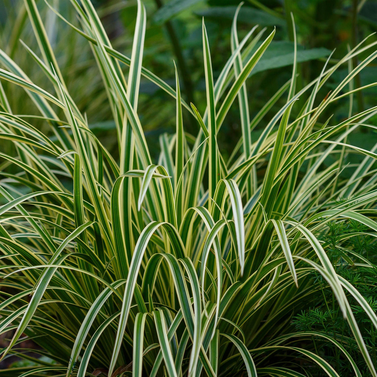 Green boutiQ - Graminées ornementales - Carex morrowii Ice Dance - Blanc & Vert - 4 Plantes - Persistant - Peu d'entretien - Pot 17cm Hauteur 50cm