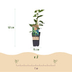 Green boutiQ - Actinidia arguta Issai - Actinidier - Autofertile - Fruit vert - 2 plantes - Pot 15 cm - Hauteur 50 cm