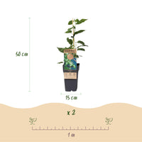 Green boutiQ - Fruitplant - Acitinidia arguta Issai - Kiwiplant - Zelfbestuivend - Groene Vrucht - 2 Planten - Pot 15cm - Hoogte 50cm
