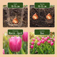 30x Tulipa Triumph Pink - Triomftulp - Roze - Voorjaarsbloeier - Bolmaat 11/12