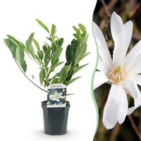 Green boutiQ - Heesters -  Magnolia Stellata  - Bloem Wit  - 1 Plant - Bladverliezend - Weinig Onderhoud - Pot 17cm Hoogte 45cm