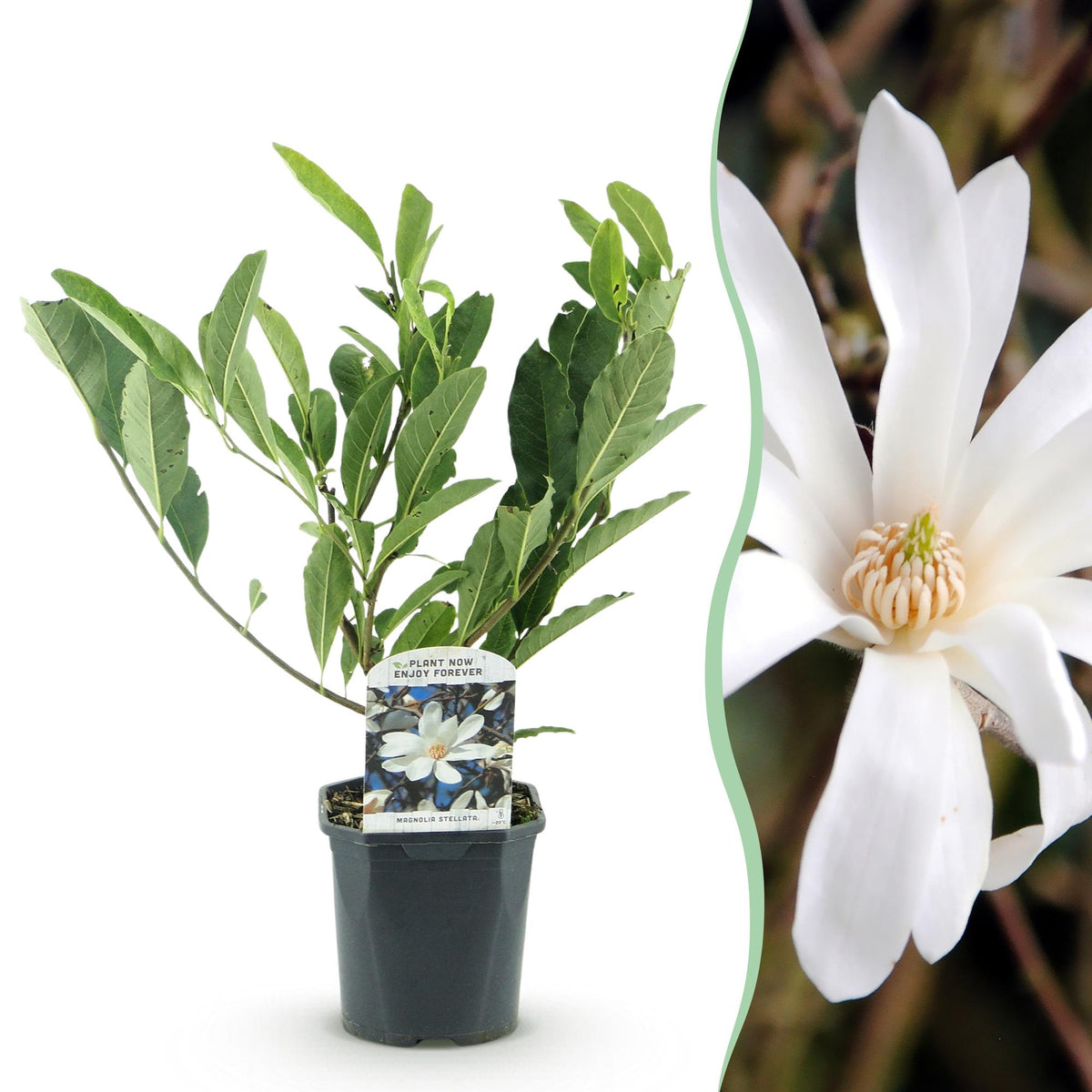Green boutiQ - Arbustes - Magnolia Stellata - Fleurs blanches - 1 plante - Caduc - Peu d'entretien - Pot 17cm Hauteur 45cm