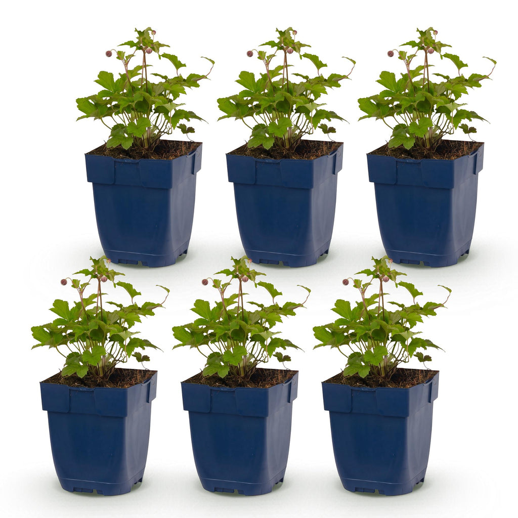 Green boutiQ - Plante vivace - Anémone Tricolore - Anémone d'automne - Ombre - Rose foncé - Rose - Blanc - 6 Plantes - Pot 11cm - Hauteur 15-25cm