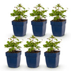 Green boutiQ - Plante vivace - Anémone Tricolore - Anémone d'automne - Ombre - Rose foncé - Rose - Blanc - 6 Plantes - Pot 11cm - Hauteur 15-25cm