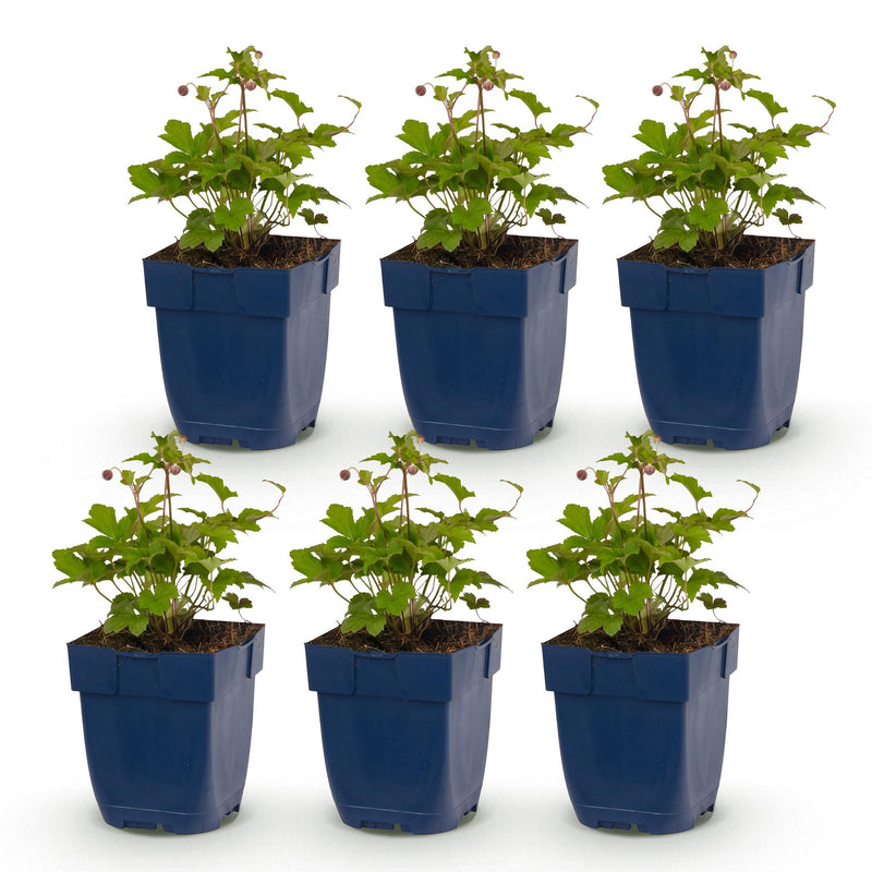 Green boutiQ - Vasteplant - Anemone Tricolour - Herfst Anemone - Schaduw - Donker Roze - Roze - Wit - 6 Planten - Pot 11cm - Hoogte 15-25cm