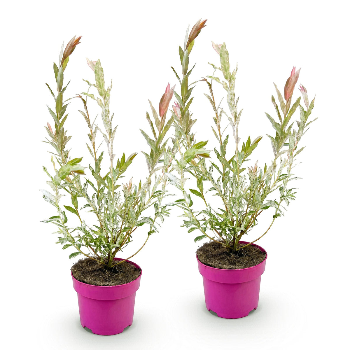 2x - Salix Flamingo - Ø17cm - ↕40-50cm