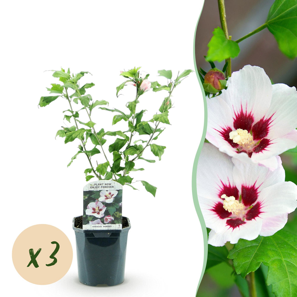Green boutiQ - Plante de jardin - Hibiscus syriacus Hamabo - Hibiscus de jardin - Rustique - Blanc - Rose - 3 Plantes - Pot 17cm - Hauteur 45cm