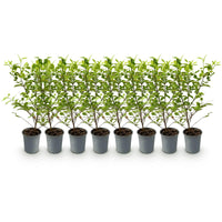 Green boutiQ - Haagplanten - Ligustrum ovalifolium Aureum - blad geel groen - 8 planten - 1 strekkende meter - groenblijvend - pot  9cm hoogte 35-40cm