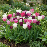 96x Tulipa Pastel mix - Pastel tulp mix - Diversen - Voorjaarsbloeier - Bolmaat 11/12