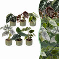 6x Baby Alocasia Familie - Red - Green - Black - Silver - Grey - Tropical - incl. Linnea Olive - Ø6cm - ↕12cm