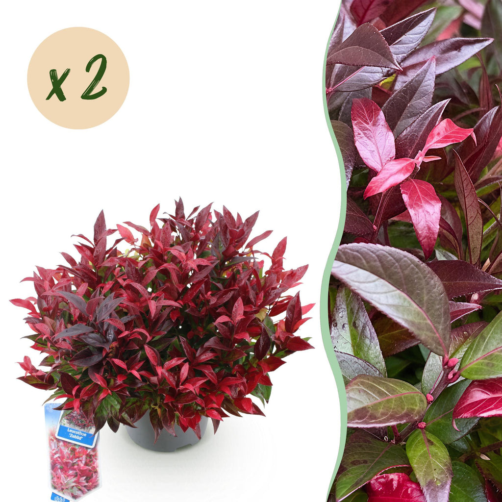 Green boutiQ - Plante de jardin - Leucothoe Zeblid - Rouge - 2 plantes - Persistant - Peu d'entretien - Pot 17 cm Hauteur 45 cm