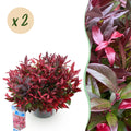Green boutiQ - Plante de jardin - Leucothoe Zeblid - Rouge - 2 plantes - Persistant - Peu d'entretien - Pot 17 cm Hauteur 45 cm