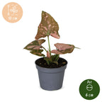 Syngonium Pink Splash - Pink Splash Arrowhead Plant - Green - Pink - Tropical - Ø6cm - ↕10cm
