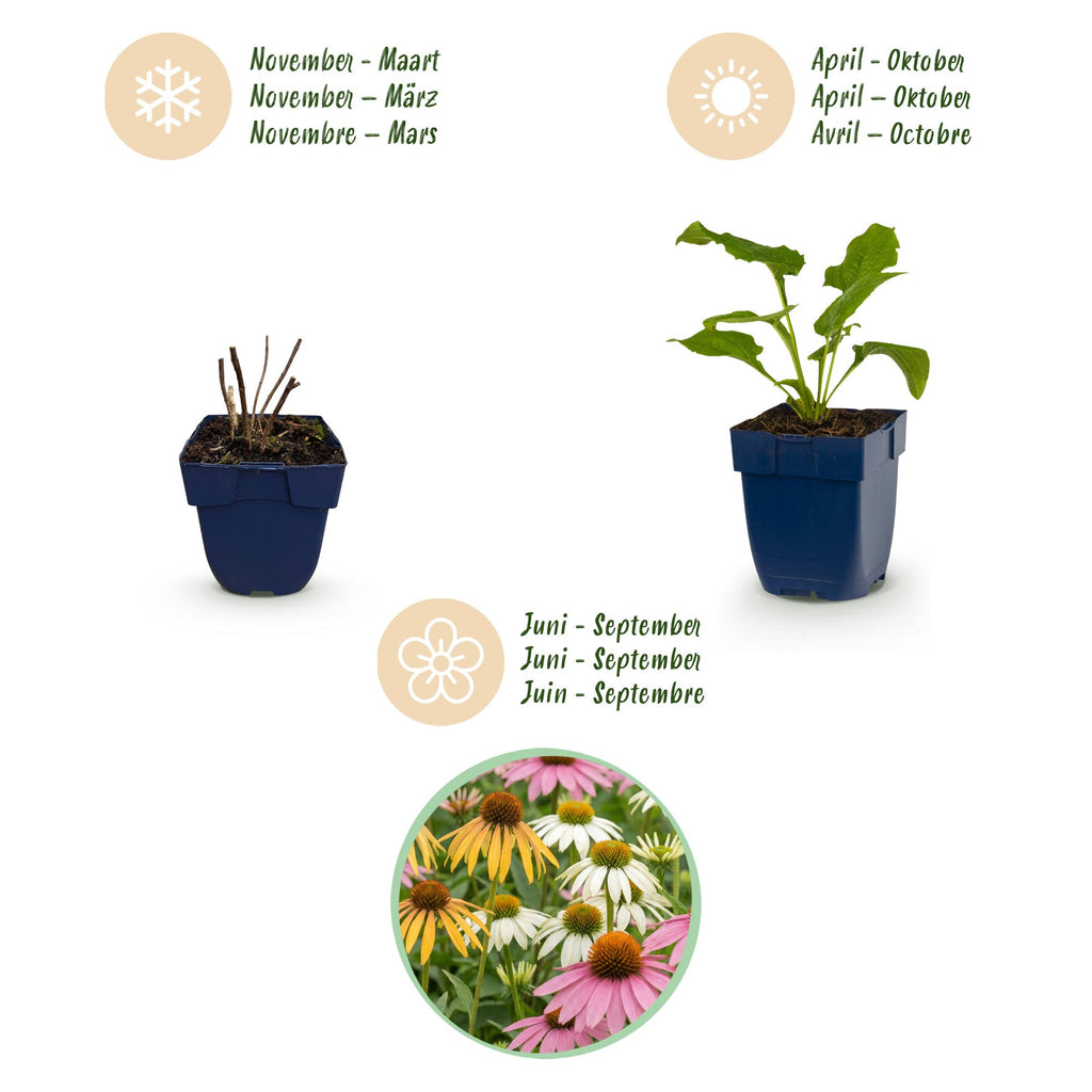 Green boutiQ - Plante vivace - Echinacea Tricolour - Échinacée - Attire les abeilles et les papillons - Jaune - Rose - Blanc - 6 Plantes - Pot 11cm - Hauteur 15-25cm