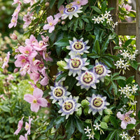 9x Klimplaten Tricolor Colourfull - Tricolor climbing plant - Light Pink - White - Purple - Climber - Ø9cm - ↕35cm