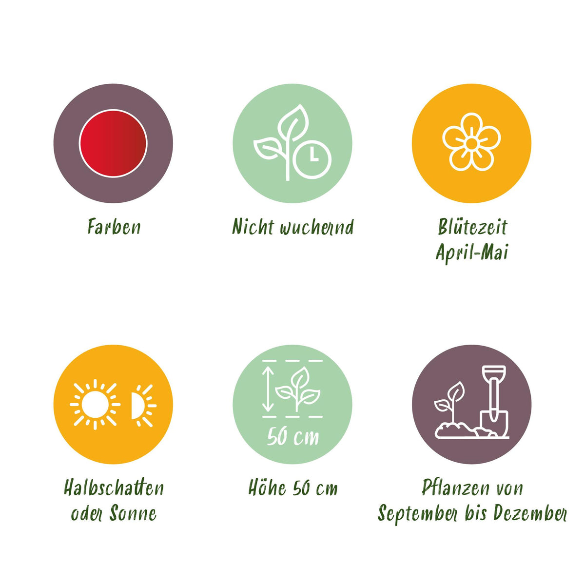 Green boutiQ - Bloembollen - Tulp Triumph Red - Kleur Rood - 15 stuks - Bolmaat 11/12 - XXL Pack