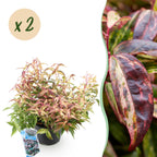 Green boutiQ - Gartenpflanze - Leucothoe Makijaz - Braun - 2 Pflanzen - Immergrün - Pflegeleicht - Topf 17cm Höhe 45cm