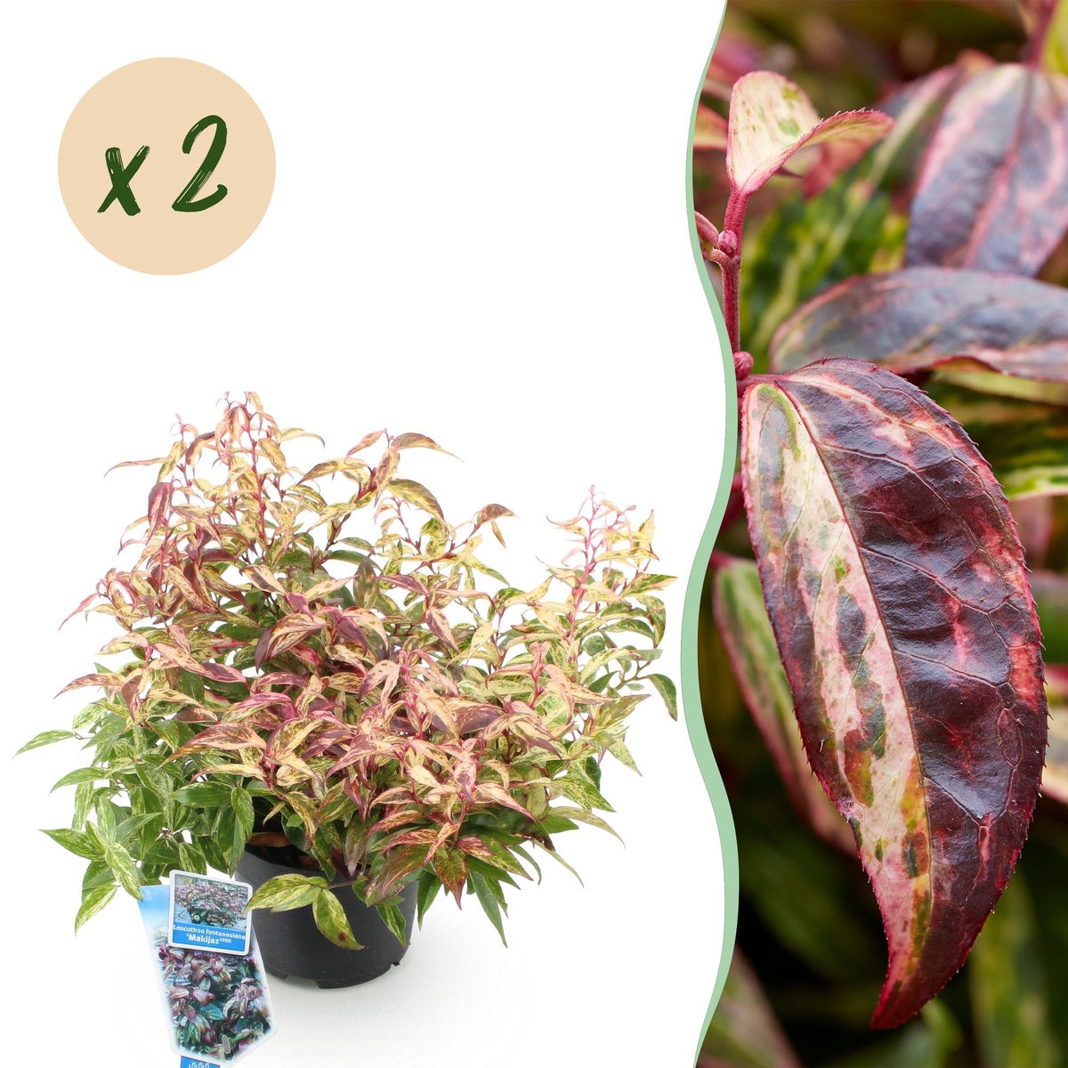Green boutiQ - Gartenpflanze - Leucothoe Makijaz - Braun - 2 Pflanzen - Immergrün - Pflegeleicht - Topf 17cm Höhe 45cm