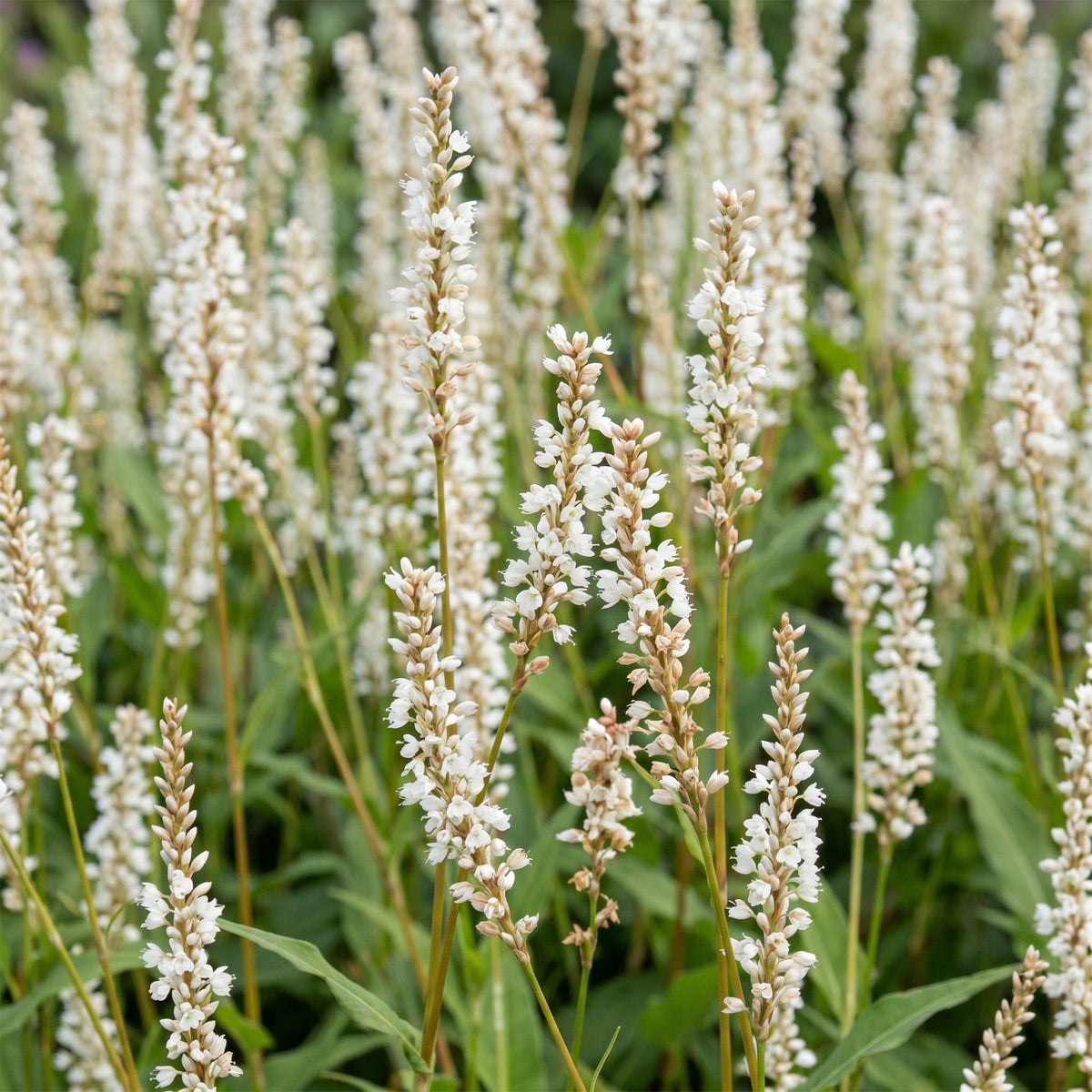 Green boutiQ - Plante vivace - Persicaria ampl. Alba - Renouée - Ombre - Blanc - 3 plantes - Pot 11cm - Hauteur 15-25cm