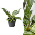 Philodendron White Princess - White Princess Philodendron - Green - White - Tropical - Ø6cm - ↕16cm
