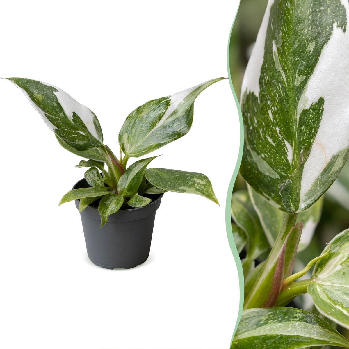 Philodendron White Princess - White Princess Philodendron - Green - White - Tropical - Ø6cm - ↕16cm
