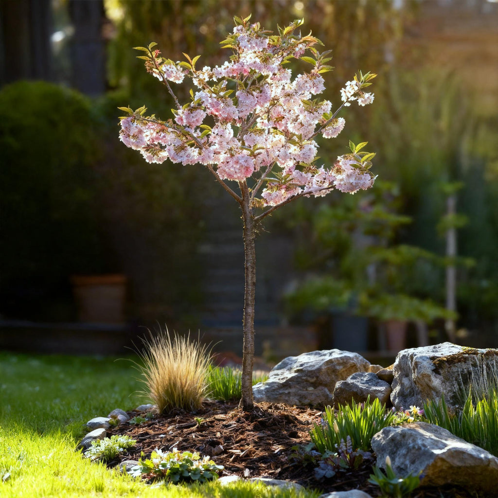 Green boutiQ - Plante sur tige - Prunus incisa Koujou-no-mai - Plante de terrasse - Caduc - Rustique - Fleur blanche - Pot 19cm Hauteur 90cm