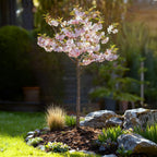 Green boutiQ - Plante sur tige - Prunus incisa Koujou-no-mai - Plante de terrasse - Caduc - Rustique - Fleur blanche - Pot 19cm Hauteur 90cm