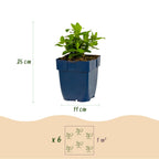 Green boutiQ - Stauden - Hypericum calycinum - Johanniskraut - Bienen- und Schmetterlingsmagnet - Gelb - 24 Pflanzen - Topf 11cm - Höhe 15-25cm