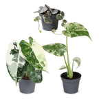 3x Baby Variegata Mix - Various colours - Tropical - Ø6cm - ↕10-15cm