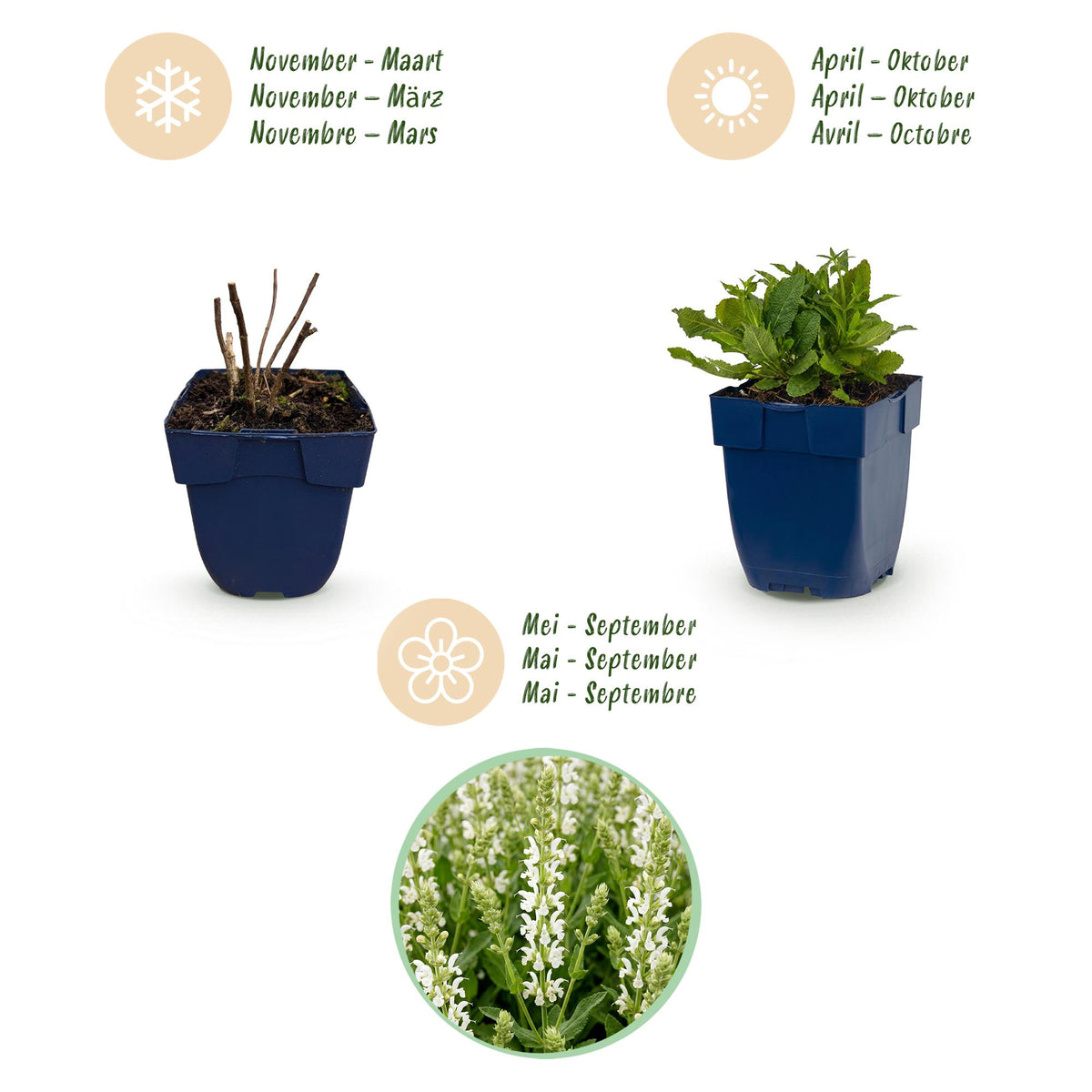 Green boutiQ - Plante vivace - Salvia nem. Schneehügel - Sauge - Attire les abeilles et les papillons - Blanc - 3 plantes - Pot 11 cm - Hauteur 15-25 cm