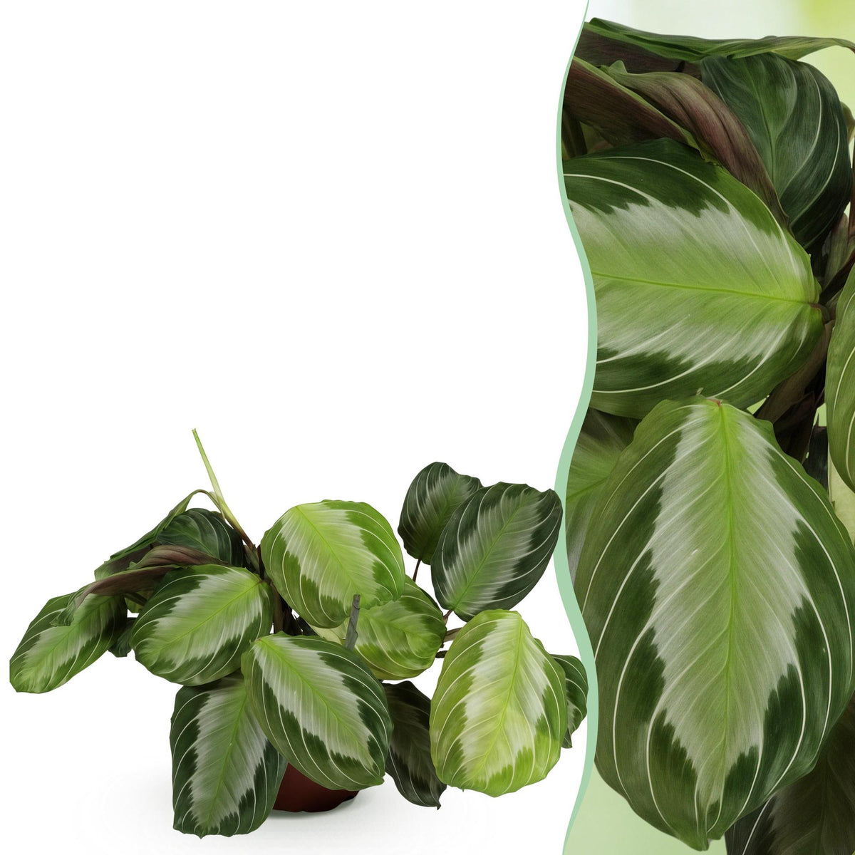 Green boutiQ - Zimmerpflanze - Maranta Fascinator Silverband - Gebetspflanze - Haustierfreundliche Pflanze - Grün - 1 Pflanze - Topf 12cm - Höhe 25cm