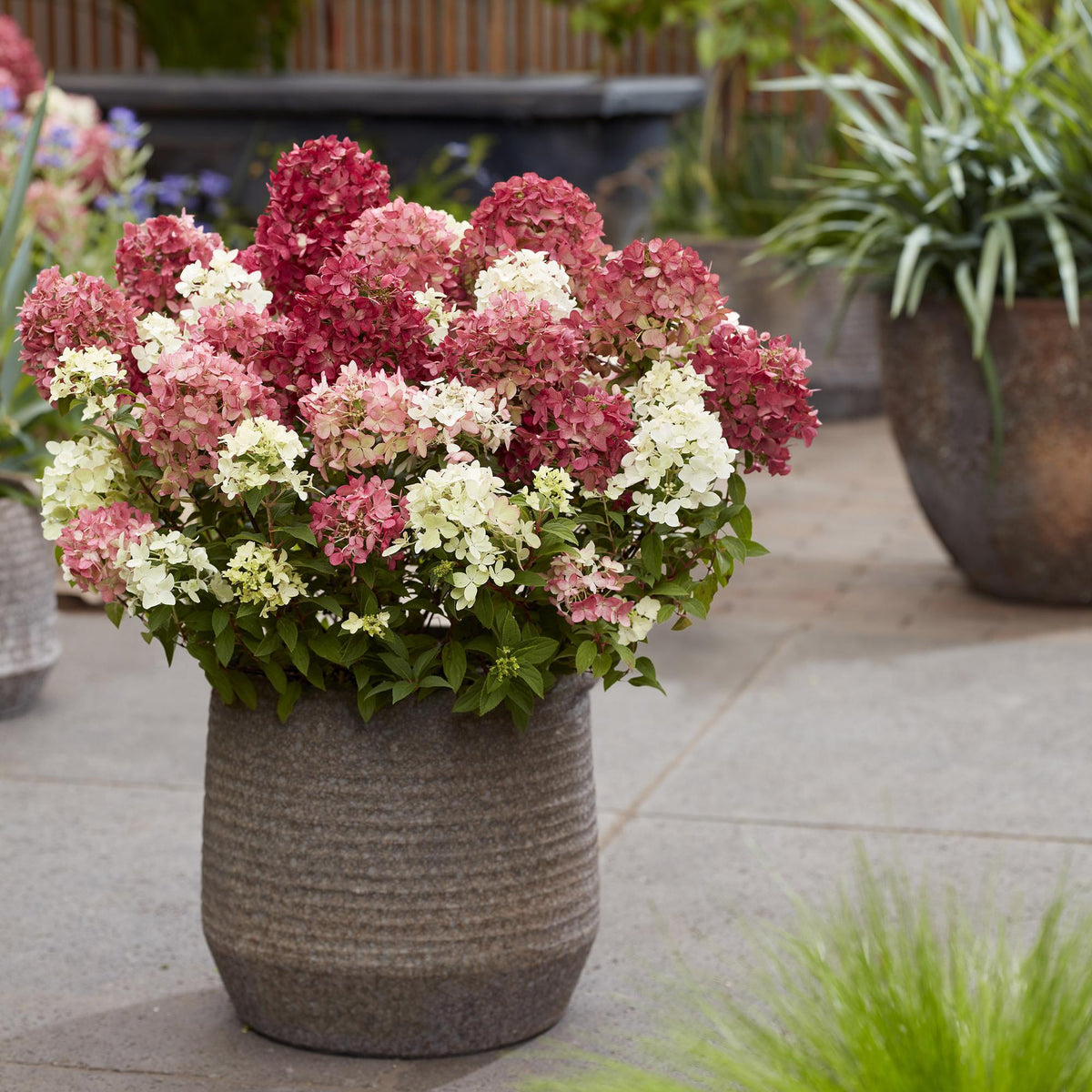 Green boutiQ - Tuinplant - Hydrangea panniculata Groundbreaker Ruby - Pluimhortensia - Winterhard - Rood - 8 Planten - Pot 14cm - Hoogte 20-25cm