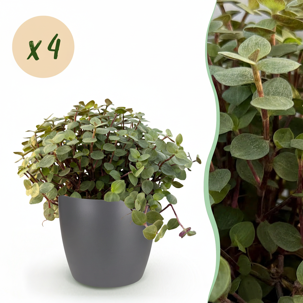 Green boutiQ - Plante d'intérieur - Callisia repens - Herbe à chat - Sans danger pour les animaux - Vert - 4 plantes - avec pot gris - Pot 12 cm - Hauteur 17-20 cm