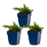 Green boutiQ - Vasteplant - Phlox Maischnee - Vlambloem - Bodembedekkend - Wit - 3 Planten - Pot 11cm - Hoogte 15-25cm