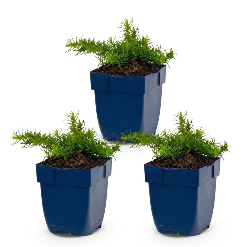 Green boutiQ - Vasteplant - Phlox Maischnee - Vlambloem - Bodembedekkend - Wit - 3 Planten - Pot 11cm - Hoogte 15-25cm