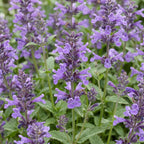 Green boutiQ - Stauden - Nepeta nerv. Neptune - Katzenminze - Bienen- und Schmetterlingsmagnet - Lila - 3 Pflanzen - Topf 11cm - Höhe 15-25cm