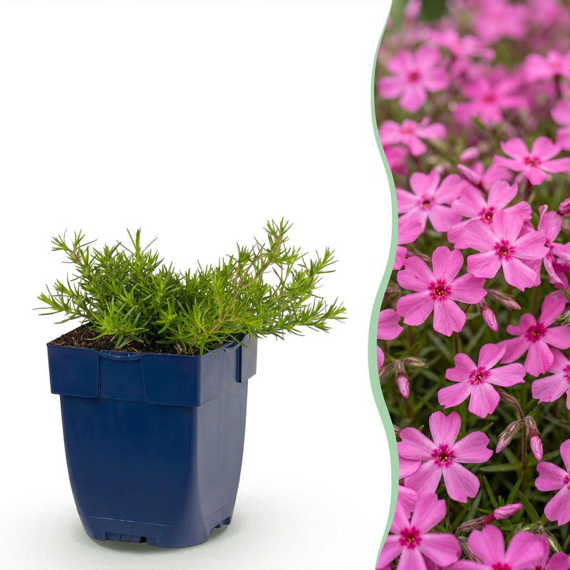 Green boutiQ - Vasteplant - Phlox MacDaniel's Cushion - Vlambloem - Bodembedekkend - Donker Roze - 6 Planten - Pot 11cm - Hoogte 15-25cm