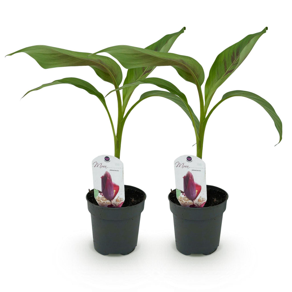 Green boutiQ - Plant fruitier - Bananier - Musa sikkemensis Red Tiger - Rustique - 2 plantes - Pot 12cm Hauteur 30cm