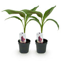 Green boutiQ - Plant fruitier - Bananier - Musa sikkemensis Red Tiger - Rustique - 2 plantes - Pot 12cm Hauteur 30cm