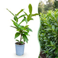 Green boutiQ - 40x Prunus laur. Novita - Laurier-cerise - Plantes de haie - Persistant - Vert - Pot 9cm - Hauteur 25-35cm